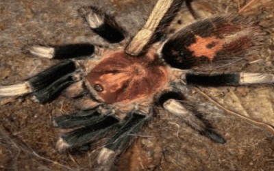  Davus Sp Oaxaca tarantula